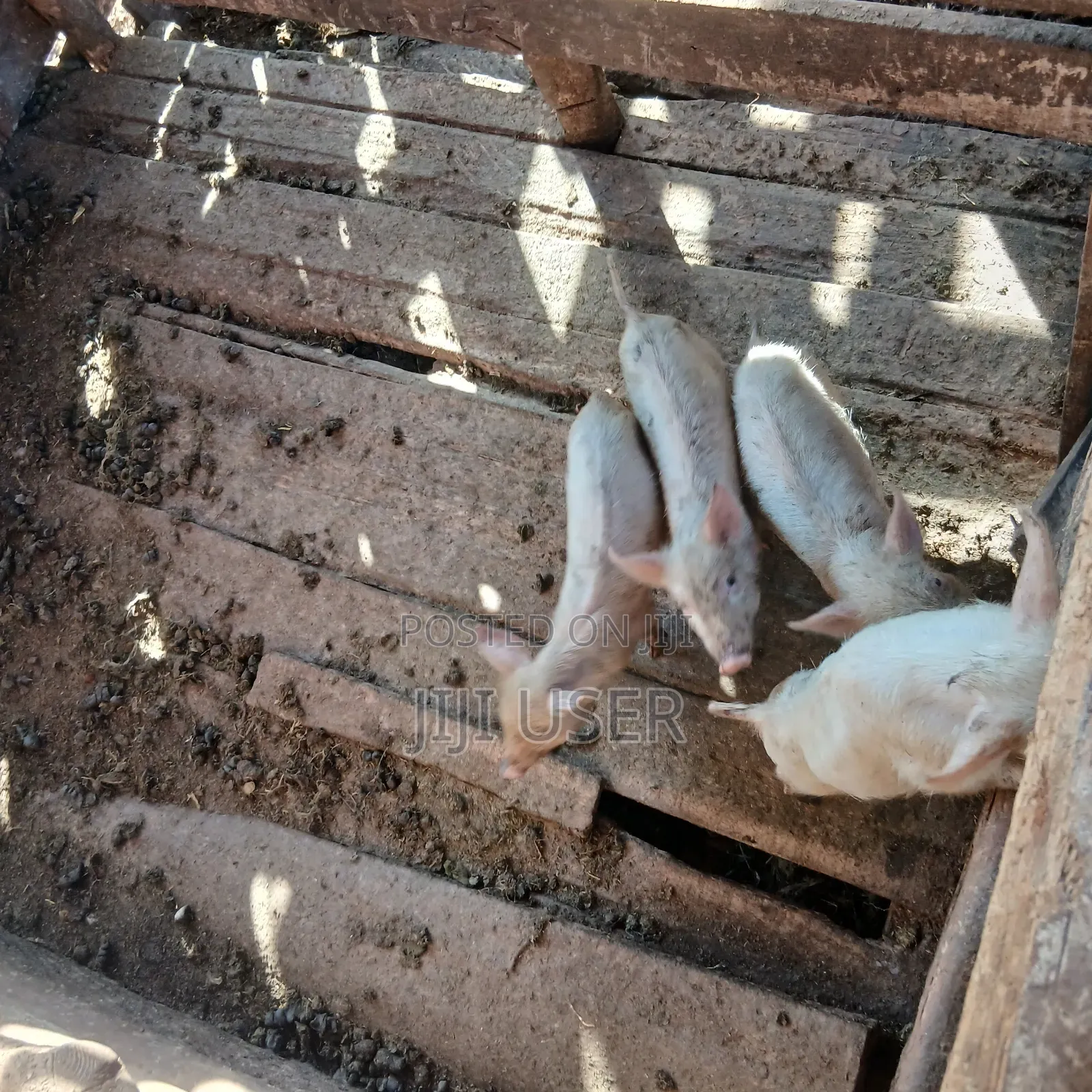 Piglets for Sale