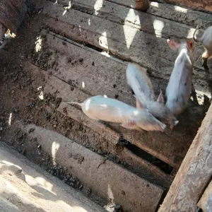 Piglets for Sale