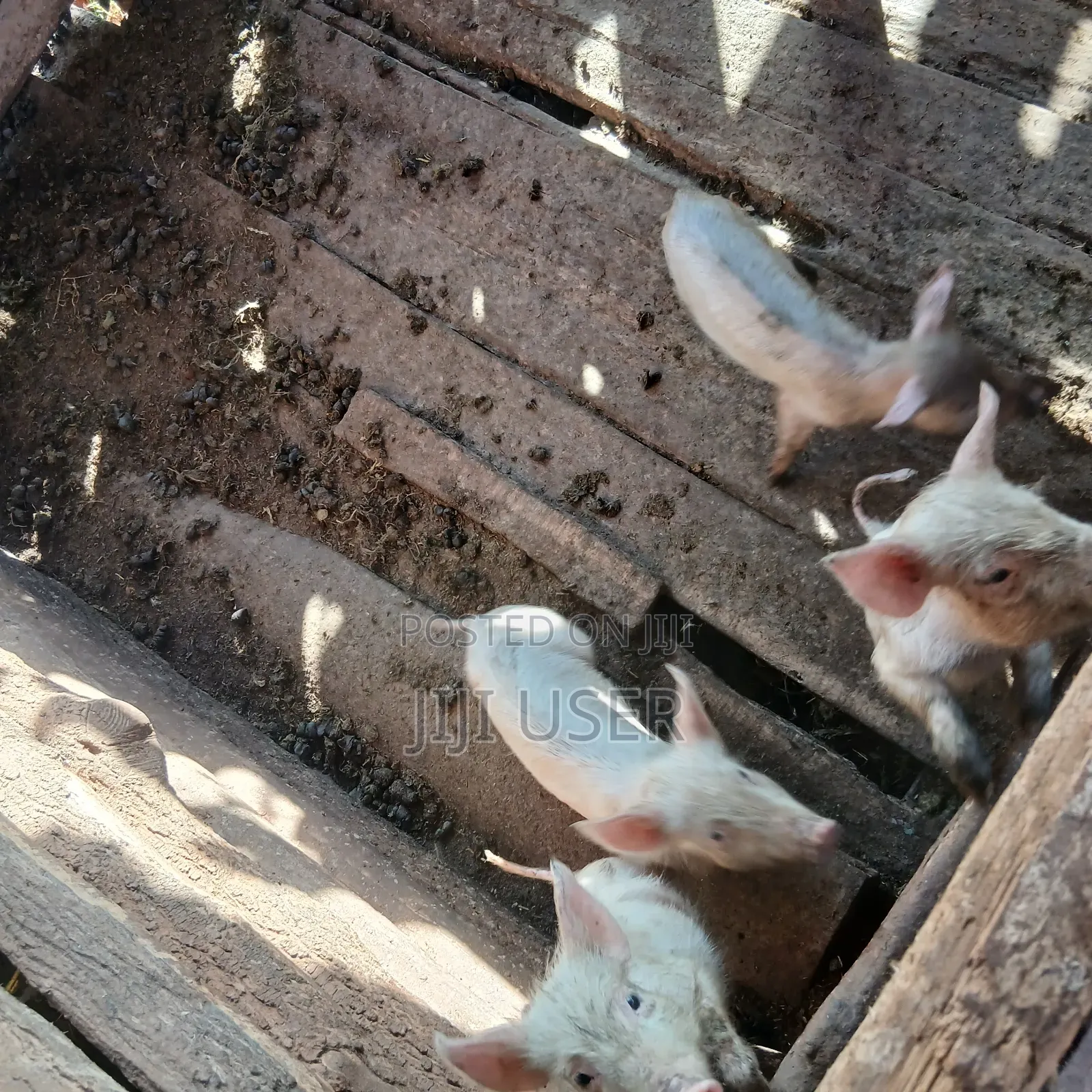 Piglets for Sale