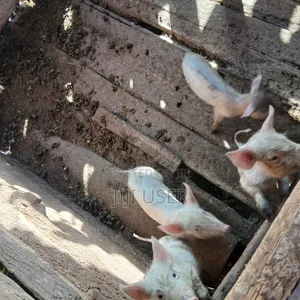 Piglets for Sale