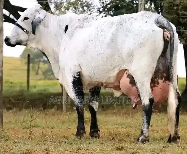 Girolando Breeds