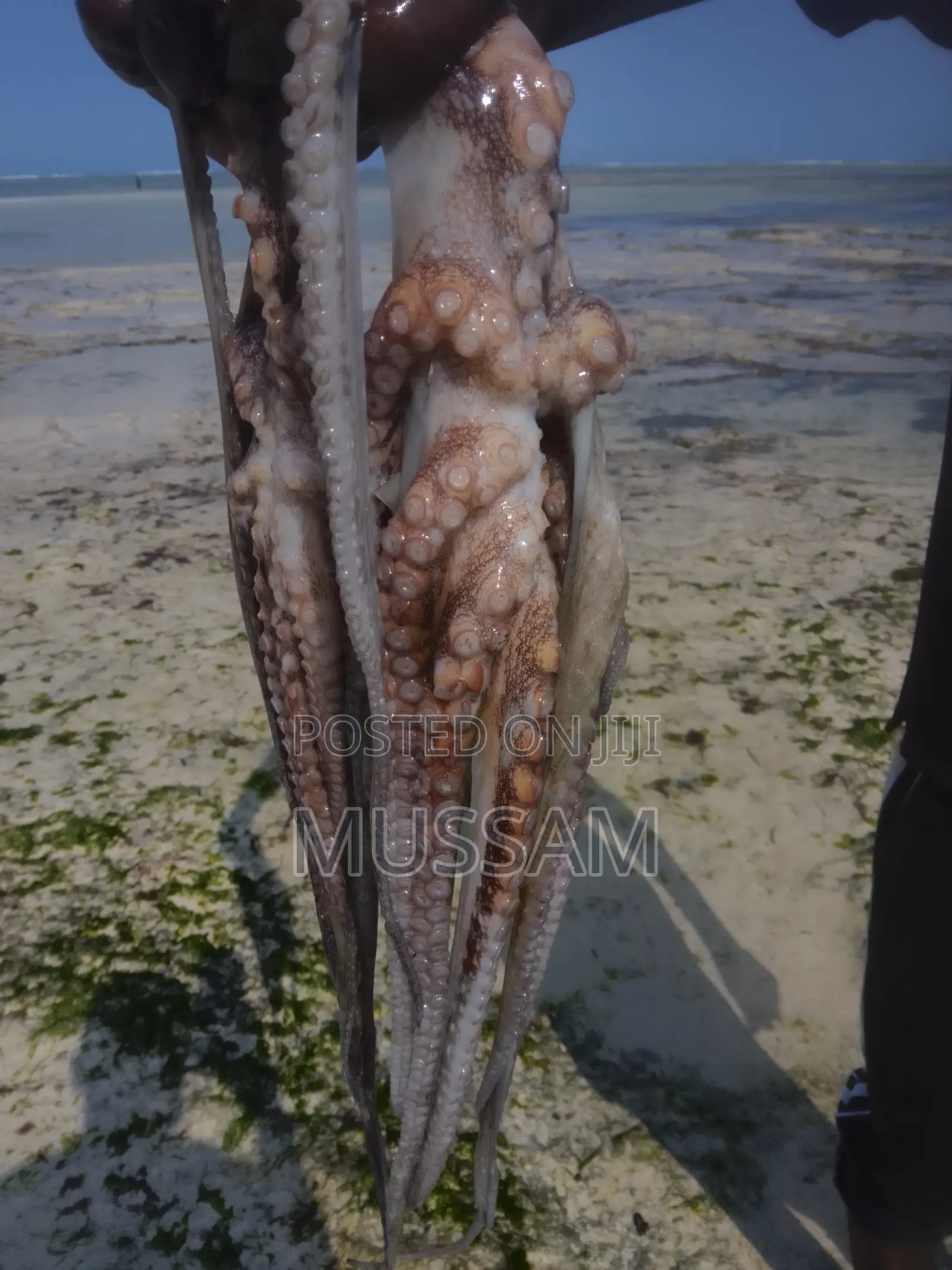Octopus/Pweza