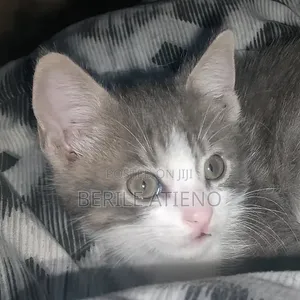1-3 months Female Purebred Cat