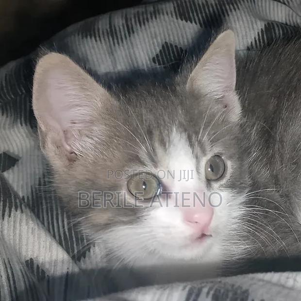 1-3 months Female Purebred Cat