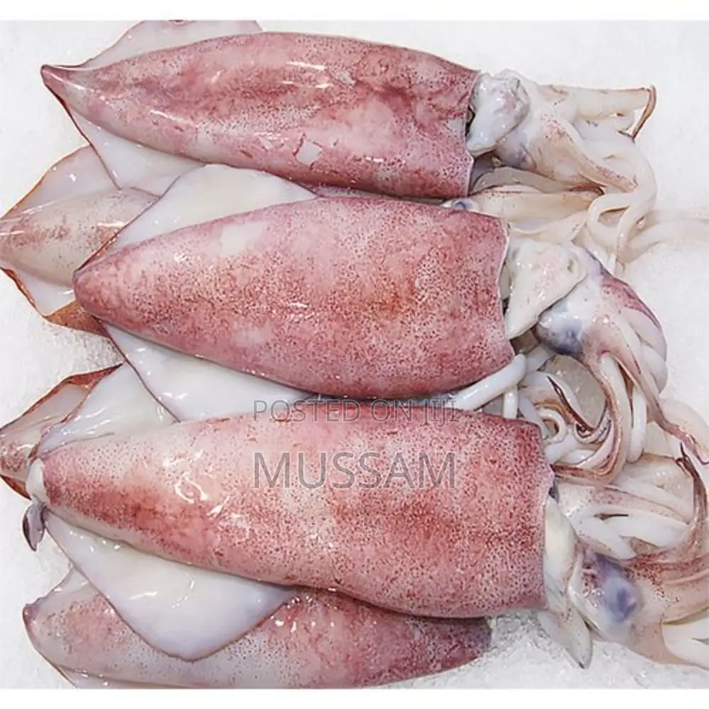 Squid/Ngisi