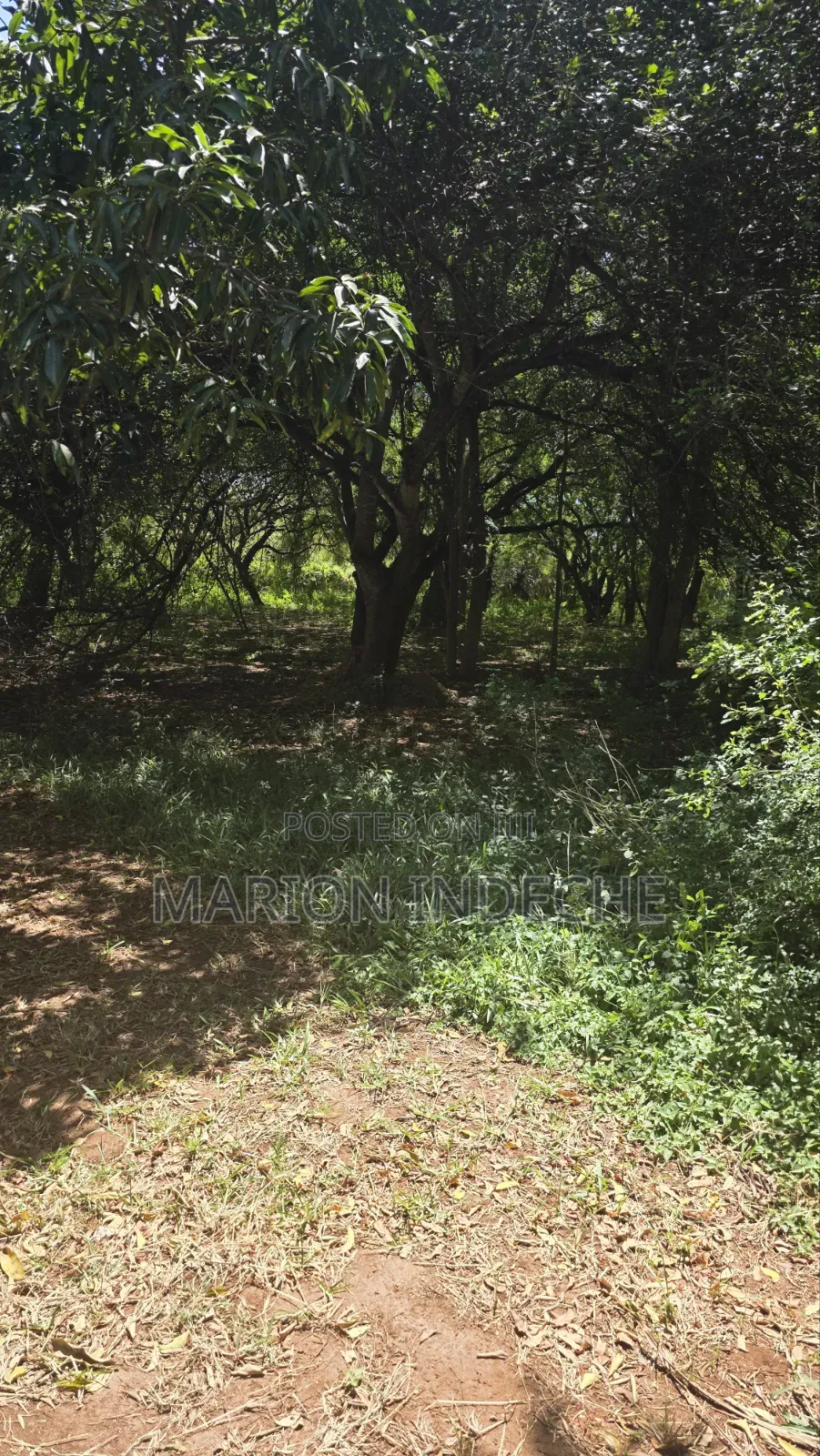 2nd Row 1-Acre Parcel in Bofa for Sale