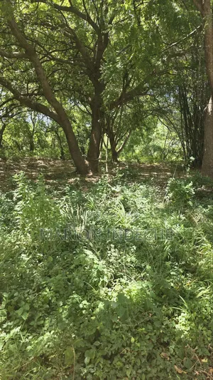 2nd Row 1-Acre Parcel in Bofa for Sale