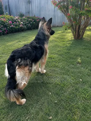 6-12 months Female Purebred German Shepherd