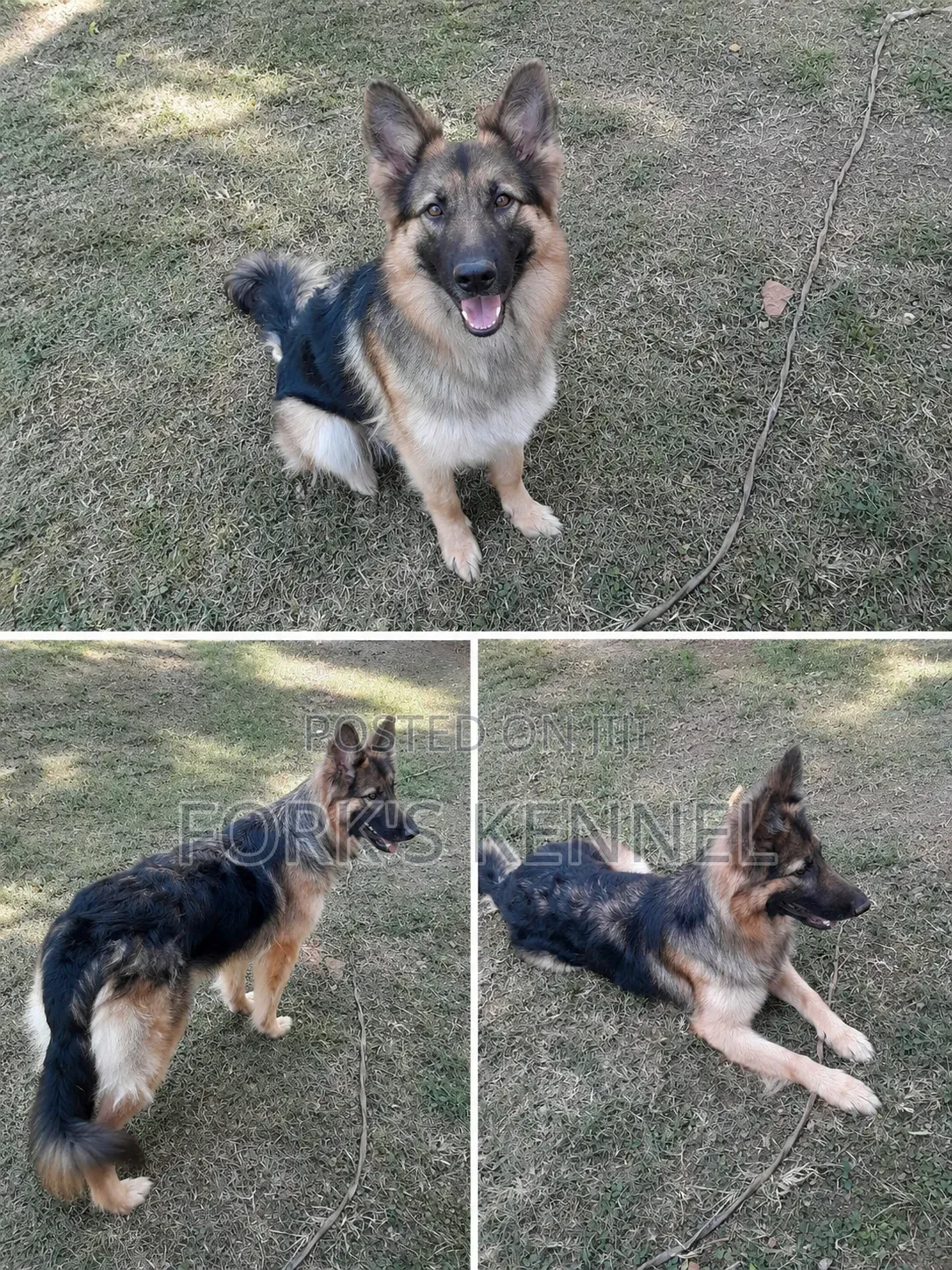 6-12 months Female Purebred German Shepherd