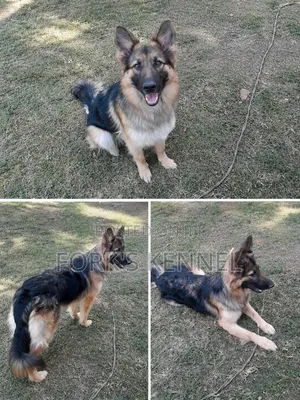6-12 months Female Purebred German Shepherd