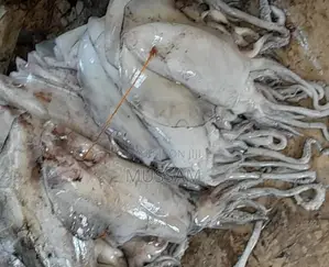 Squid/Ngisi