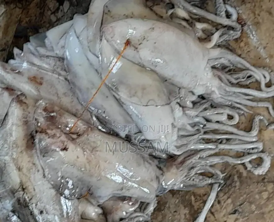 Squid/Ngisi
