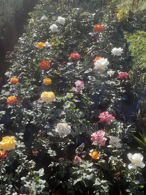Outdoor Plants Delivered on Time