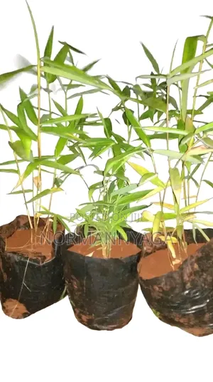 Non Invasive Ornamental Bamboo