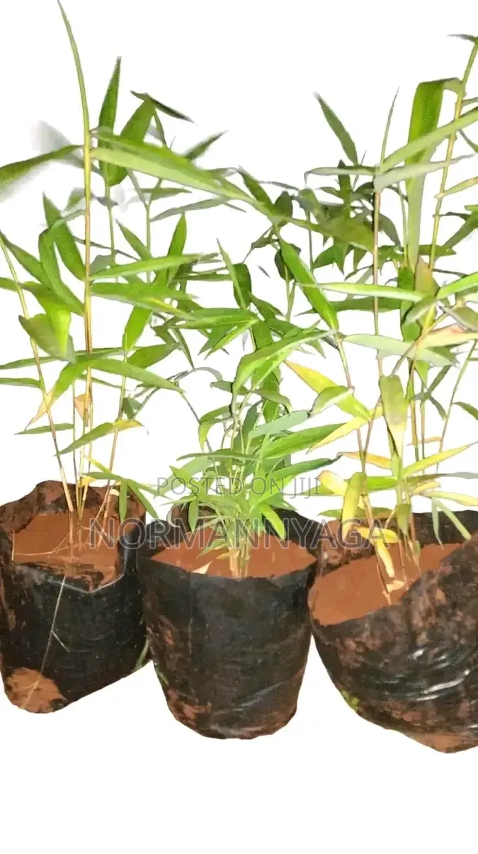 Non Invasive Ornamental Bamboo
