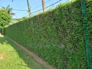 Non Invasive Ornamental Bamboo