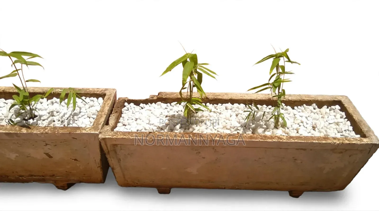 Ornamental (Miniature) Bamboo
