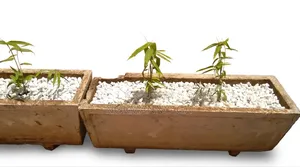 Ornamental (Miniature) Bamboo
