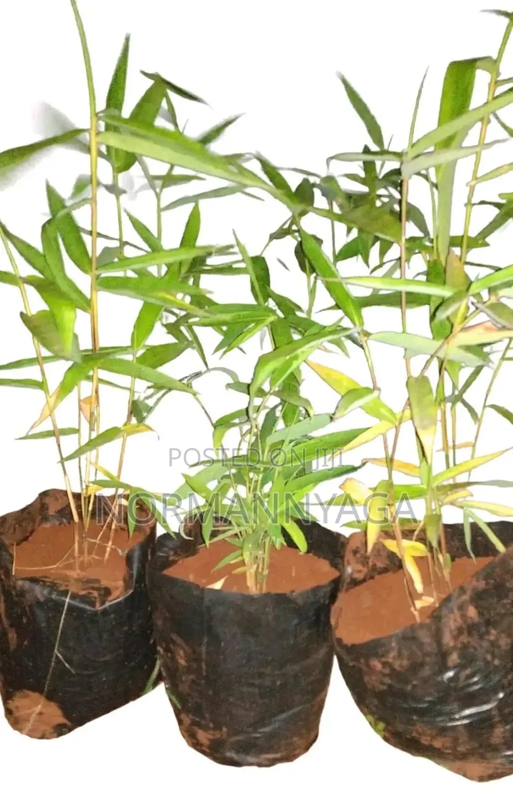 Ornamental (Miniature) Bamboo