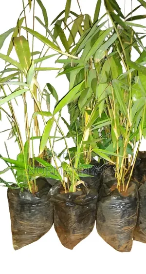 Ornamental (Miniature) Bamboo