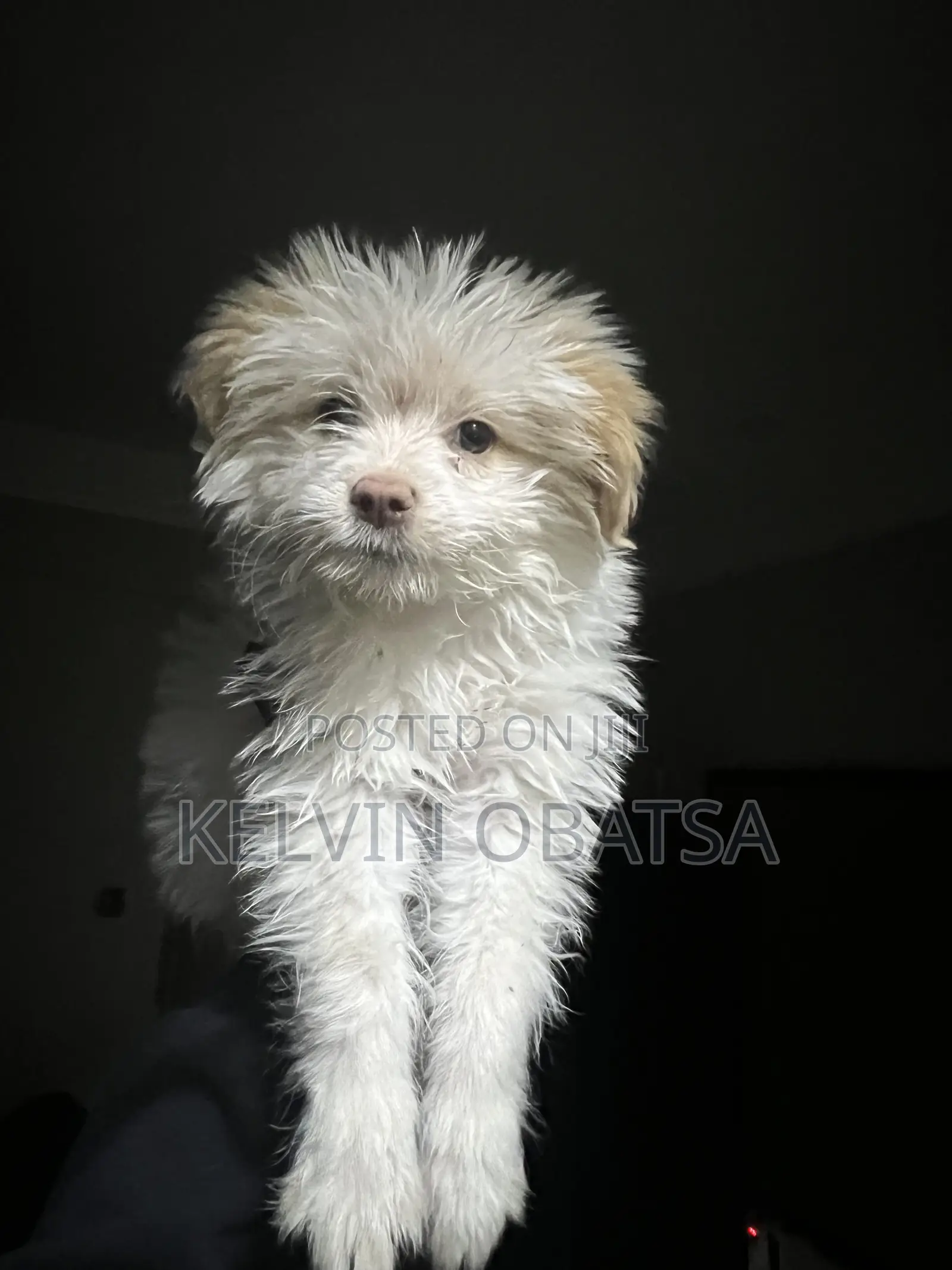 1-3 months Female Purebred Havanese