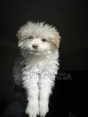 1-3 months Female Purebred Havanese