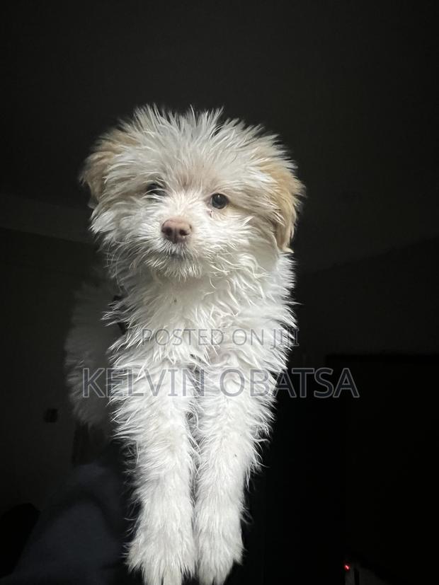 1-3 months Female Purebred Havanese