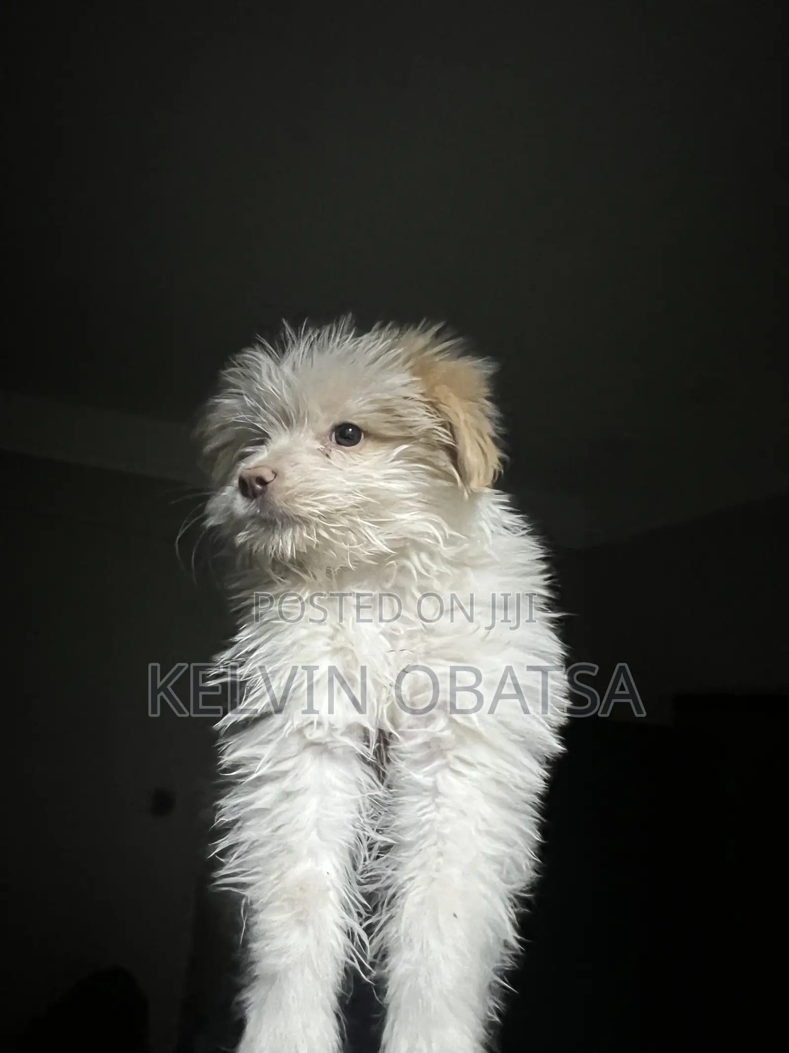 1-3 months Female Purebred Havanese