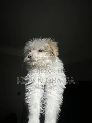 1-3 months Female Purebred Havanese