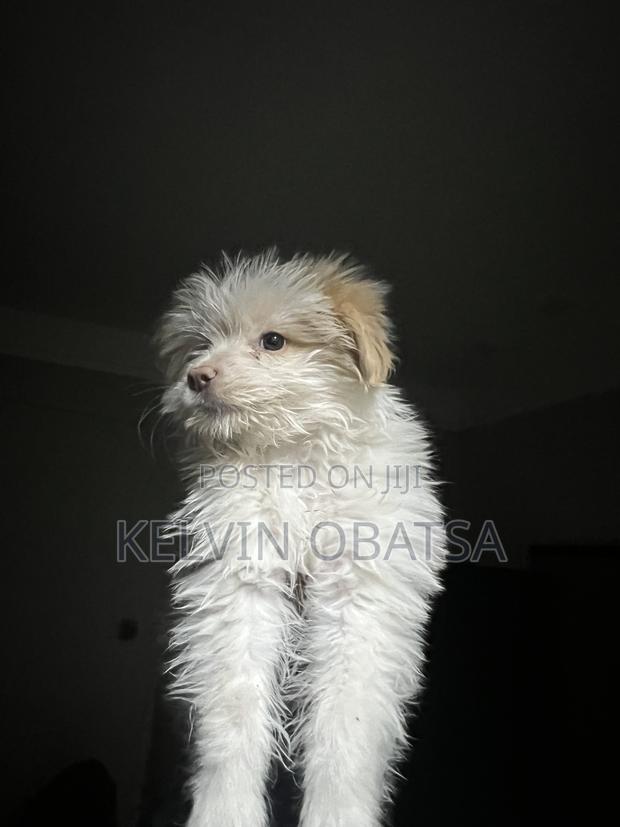 1-3 months Female Purebred Havanese - thumbnail 2