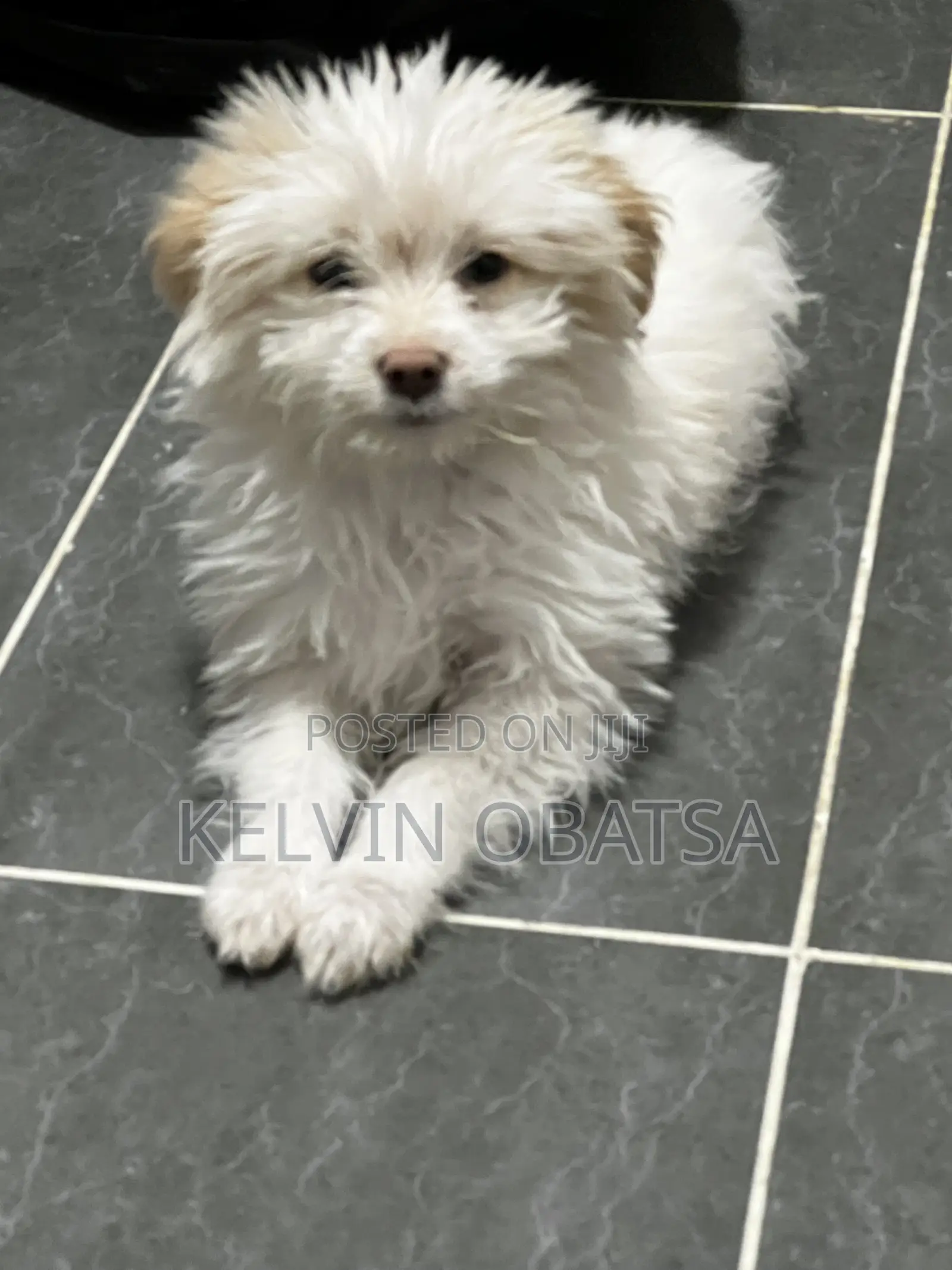 1-3 months Female Purebred Havanese