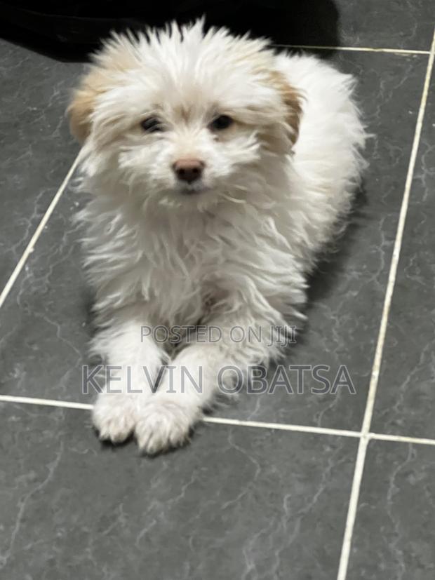 1-3 months Female Purebred Havanese - thumbnail 6