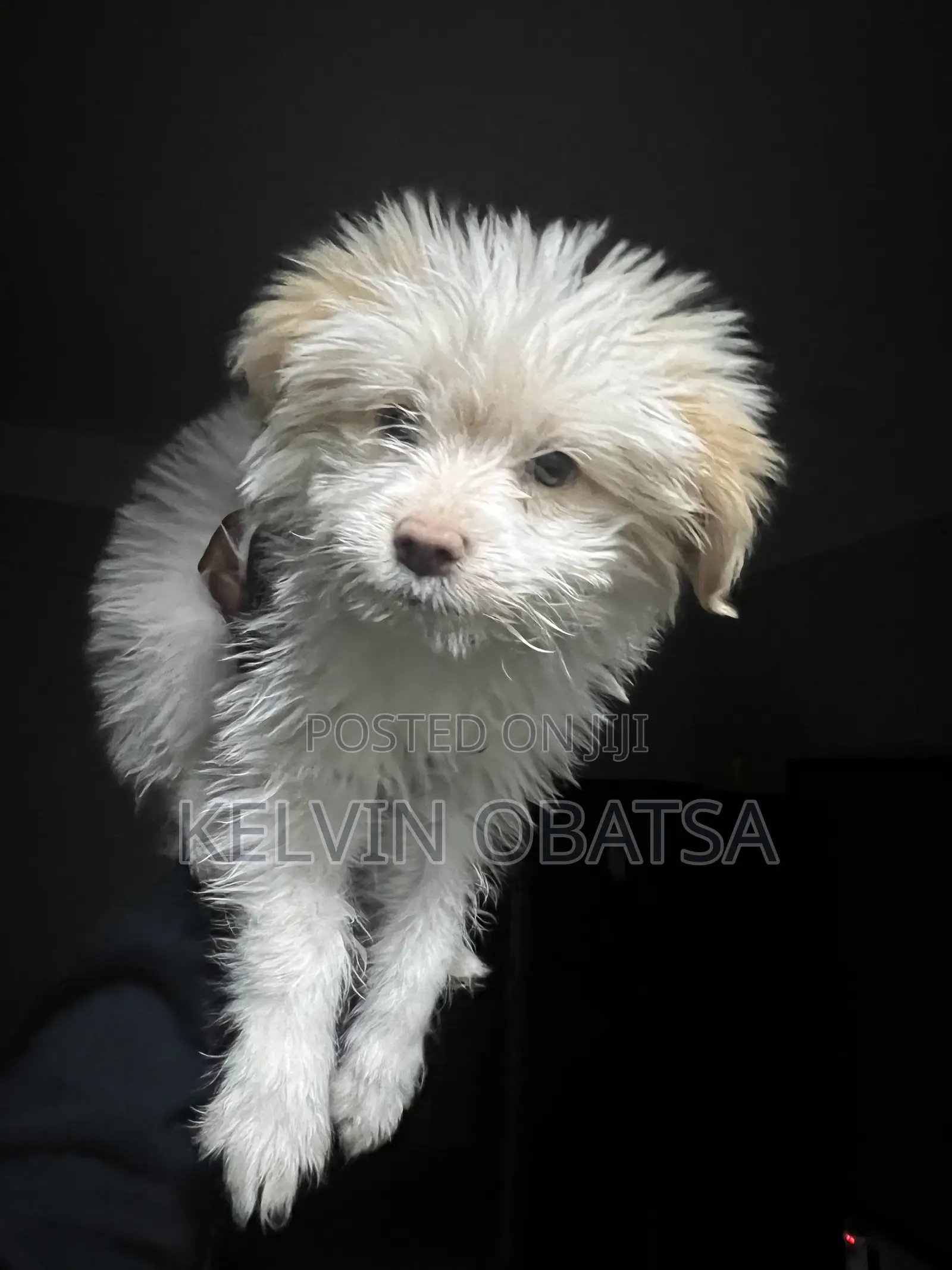 1-3 months Female Purebred Havanese