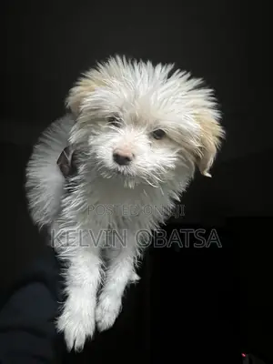 1-3 months Female Purebred Havanese