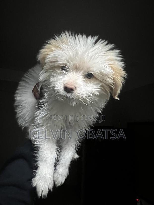 1-3 months Female Purebred Havanese - thumbnail 4