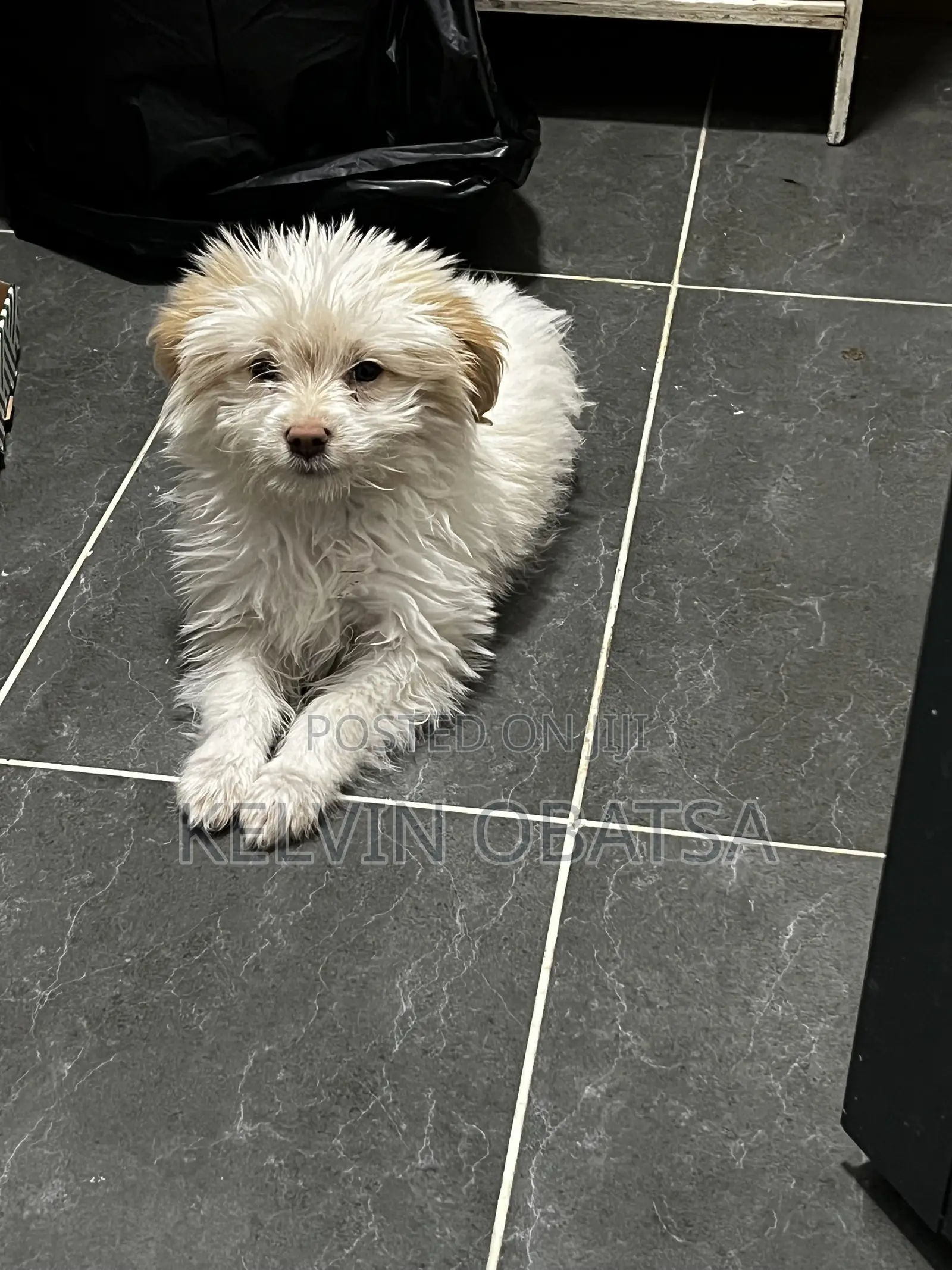1-3 months Female Purebred Havanese