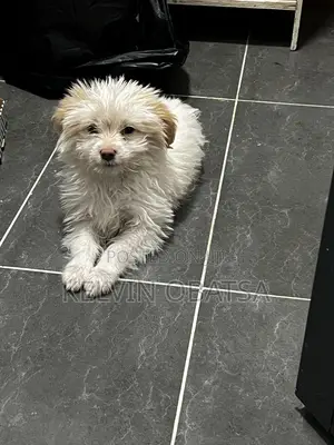 1-3 months Female Purebred Havanese