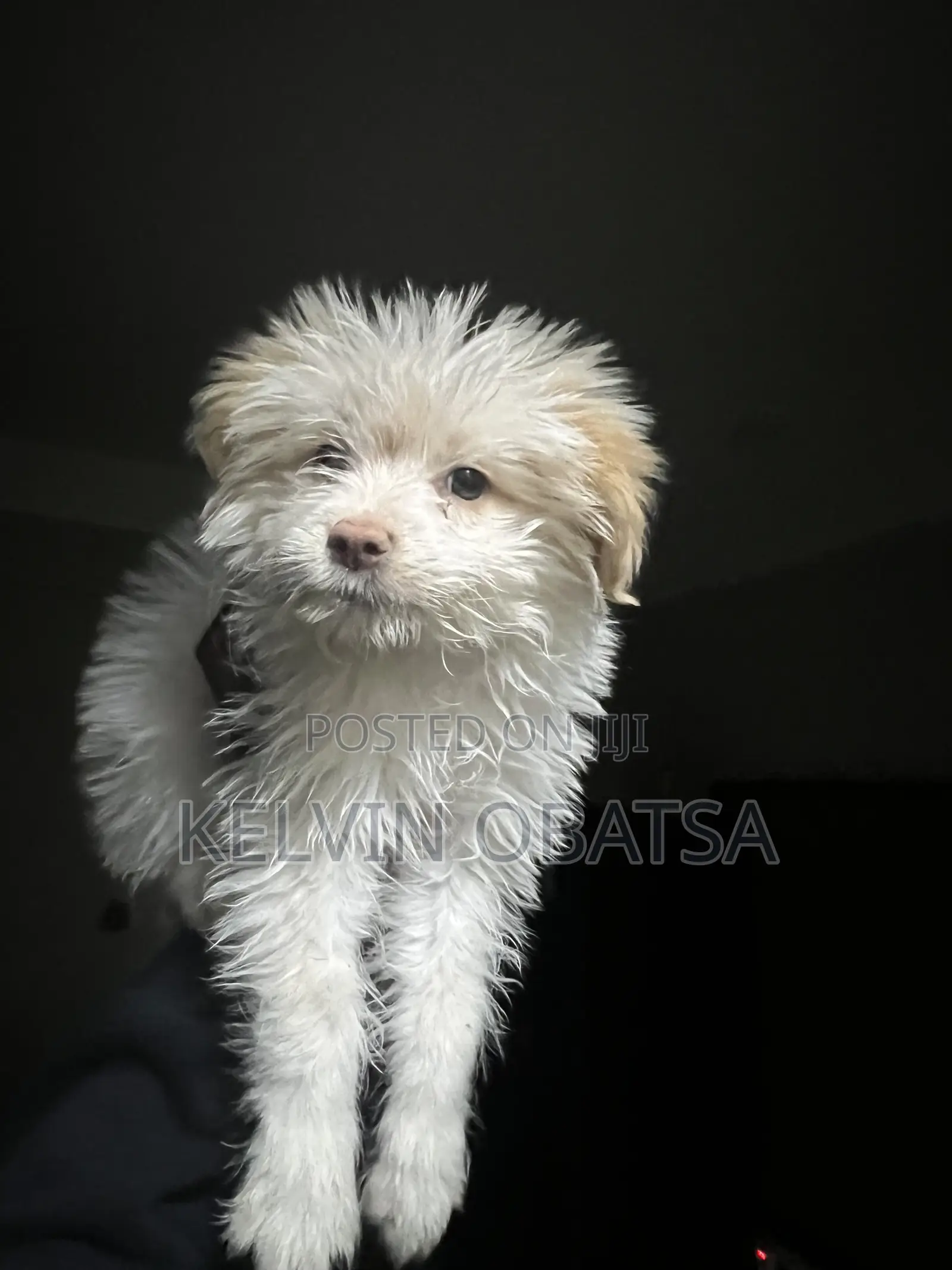 1-3 months Female Purebred Havanese