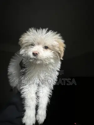 1-3 months Female Purebred Havanese