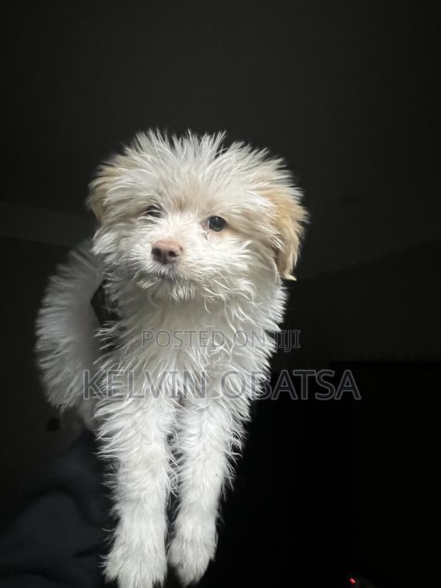 1-3 months Female Purebred Havanese - thumbnail 5