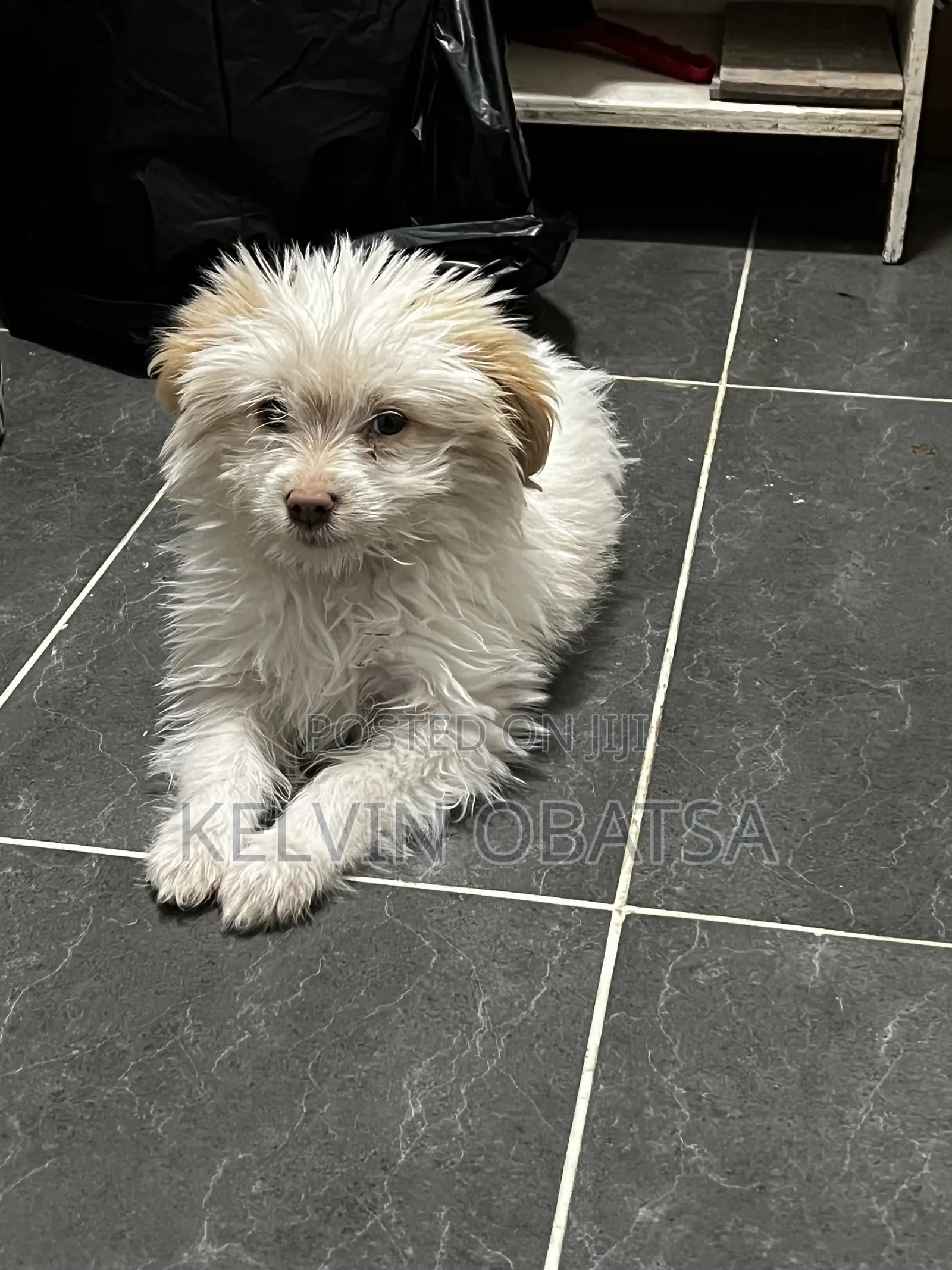 1-3 months Female Purebred Havanese