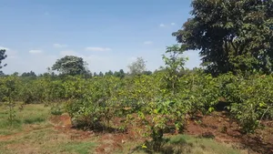 Runda Gardens Prime Residential Serviced Well Drained Red Soil 3/4 AC