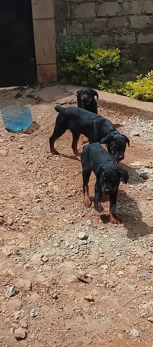 3-6 months Female Purebred Rottweiler