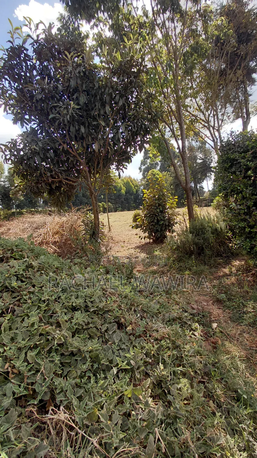 Parcel of Land in Ngecha for Sale- Limuru Area