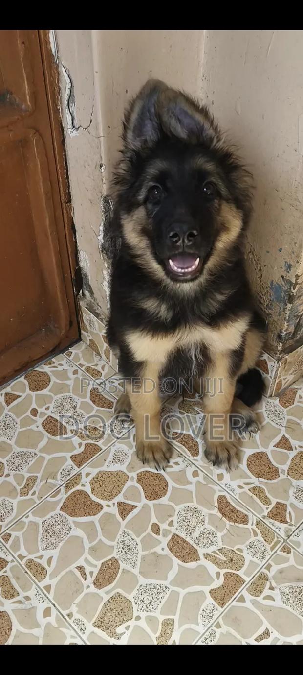 1-3 months Male Purebred German Shepherd