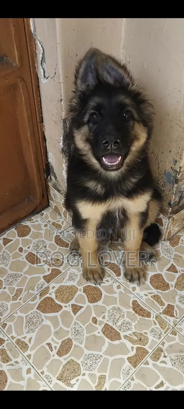 1-3 months Male Purebred German Shepherd