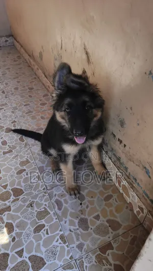 1-3 months Male Purebred German Shepherd