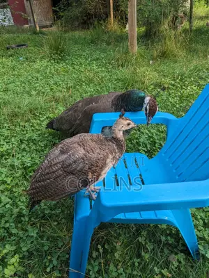 6 Month Old Pavu Green Peacock Chick Pairs and Juveniles for Sale