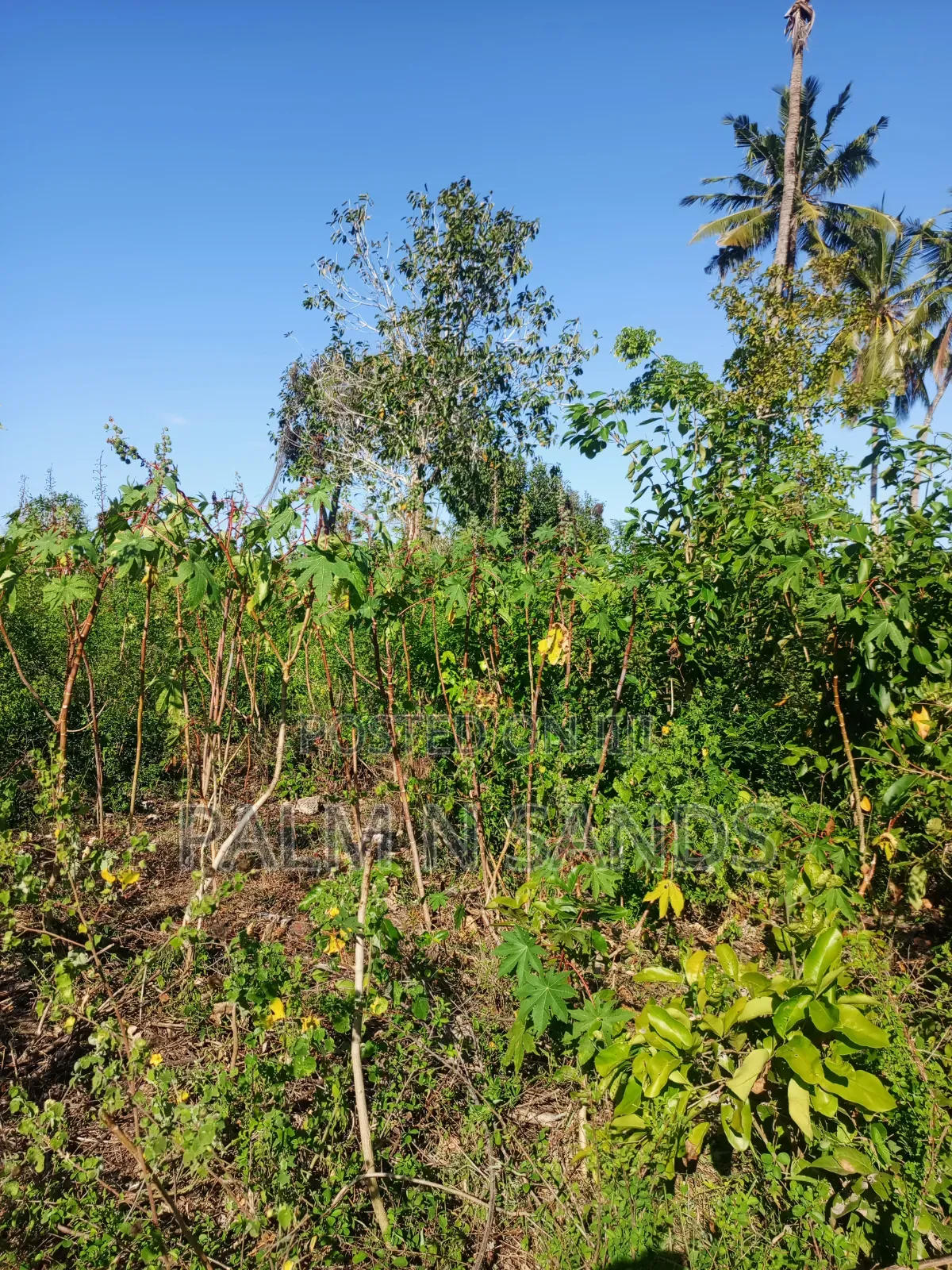 One Acre on Second Row in Galu Diani on Sale!