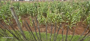 1⁄4 Plots for Sale in Kapseret Wells Eldoret